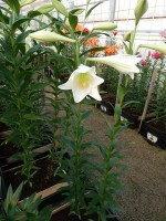 [4119 White Promise DJ No101.JPG]